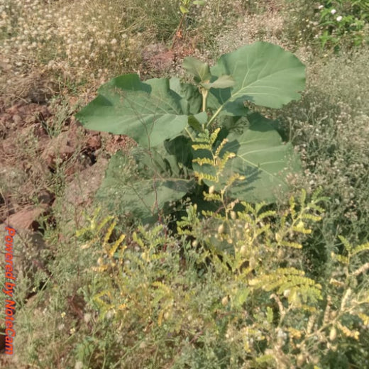 V Group’s Green Legacy: Sustainable Tree Planting for CSR in Kassel, Rajpur (MP) – 6 months