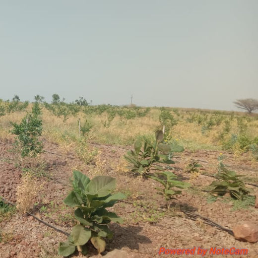 V Group’s Green Legacy: Sustainable Tree Planting for CSR in Kassel, Rajpur (MP) – 6 months