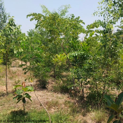Valmont Structures: Growing Urban Forests, Growing Responsibility – 1 year