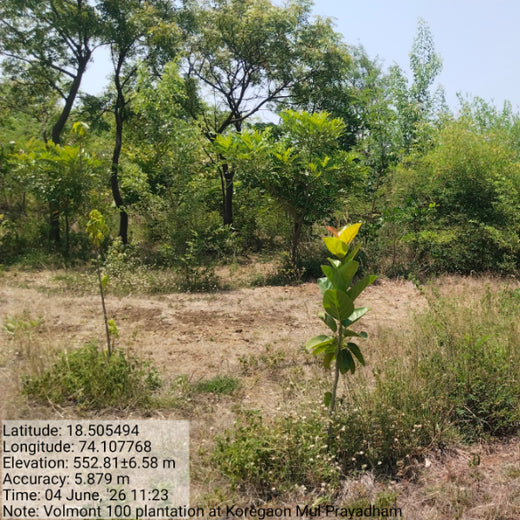 Valmont Structures: Growing Urban Forests, Growing Responsibility – 1 year
