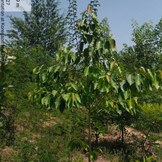 Valmont Structures: Growing Urban Forests, Growing Responsibility – 1 year