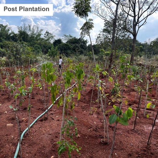 VOIS Green Mission: Advancing Urban Sustainability and Carbon Neutrality – Planting