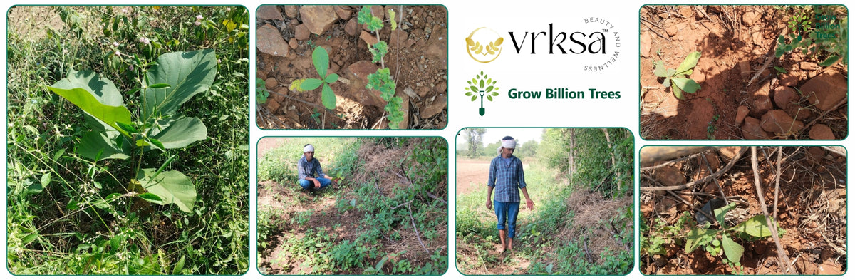 Vrksa’s Beauty That Gives Back: Plant a Tree with Every Product