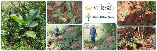 Vrksa’s Beauty That Gives Back: Plant a Tree with Every Product