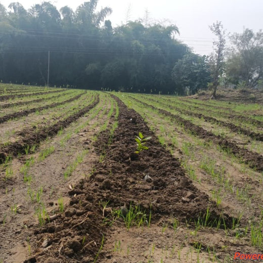 Vrksa’s Beauty That Gives Back: Plant a Tree with Every Product – Planting