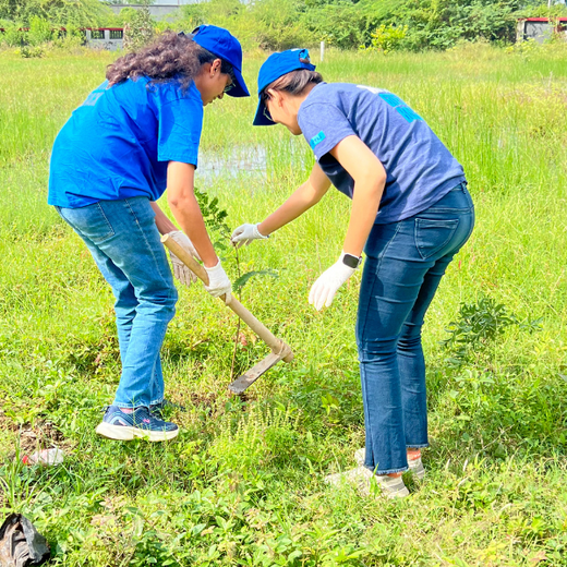 From Office to Oasis: Wipfli’s Employee-Led Urban Forest Initiative – Planting