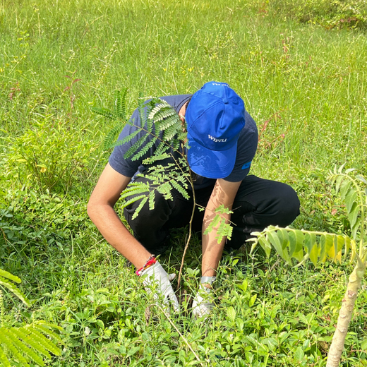 From Office to Oasis: Wipfli’s Employee-Led Urban Forest Initiative – Planting