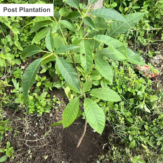 From Office to Oasis: Wipfli’s Employee-Led Urban Forest Initiative – 6 months