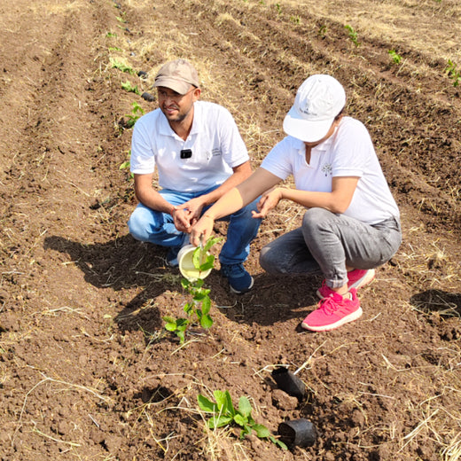 Harvesting Hope: We4All's Tree Plantation in Agroforests – Planting