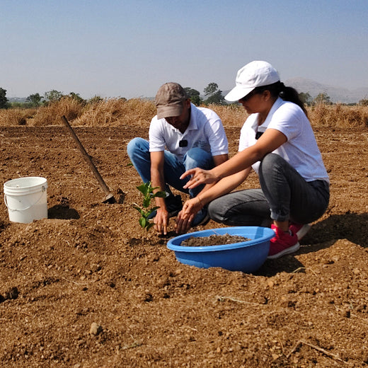 Harvesting Hope: We4All's Tree Plantation in Agroforests – Planting