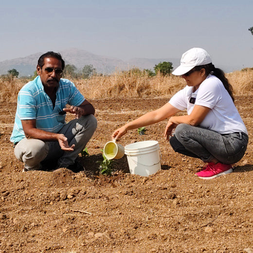 Harvesting Hope: We4All's Tree Plantation in Agroforests – Planting