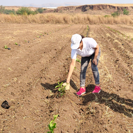Harvesting Hope: We4All's Tree Plantation in Agroforests – Planting