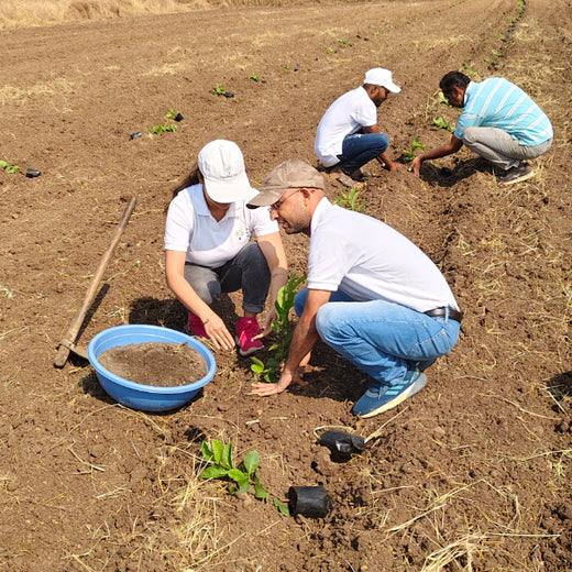 Harvesting Hope: We4All's Tree Plantation in Agroforests – Planting