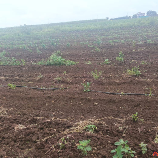 Harvesting Hope: We4All's Tree Plantation in Agroforests – 1 year