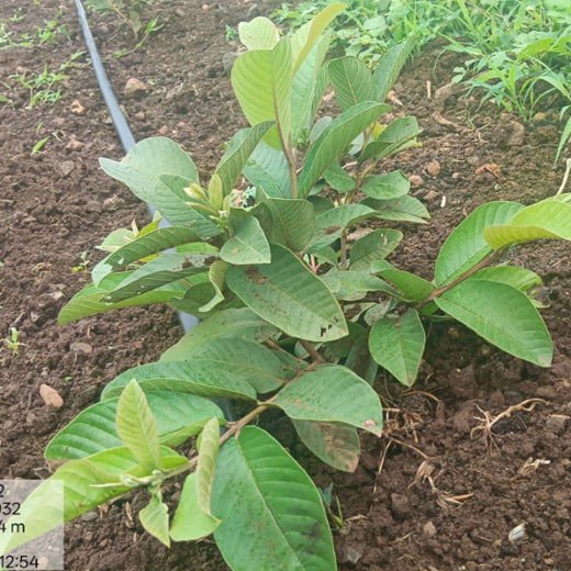 Harvesting Hope: We4All's Tree Plantation in Agroforests – 1 year
