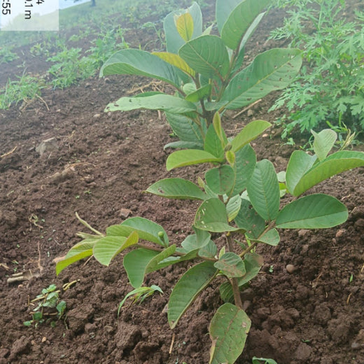 Harvesting Hope: We4All's Tree Plantation in Agroforests – 1 year