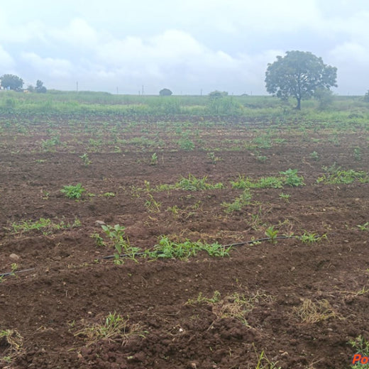 Harvesting Hope: We4All's Tree Plantation in Agroforests – 1 year