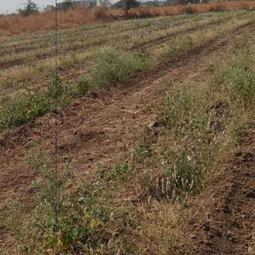 Harvesting Hope: We4All's Tree Plantation in Agroforests – 6 months