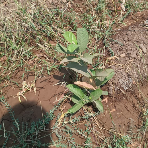 Harvesting Hope: We4All's Tree Plantation in Agroforests – 6 months