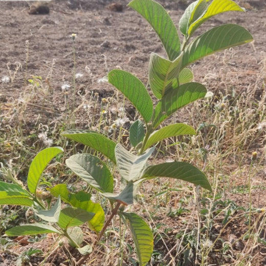 Harvesting Hope: We4All's Tree Plantation in Agroforests – 6 months