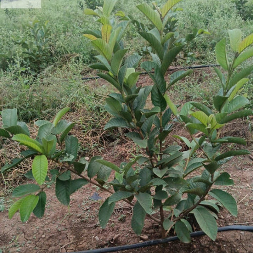 Harvesting Hope: We4All's Tree Plantation in Agroforests – 2 years