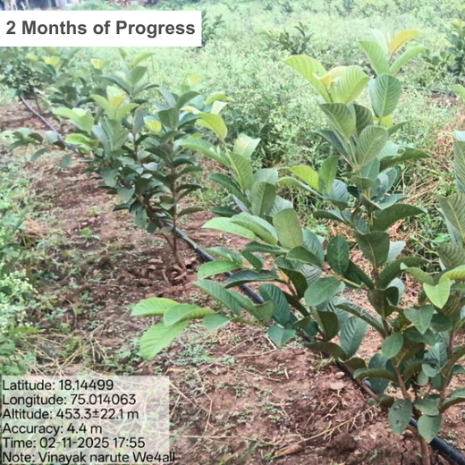 Harvesting Hope: We4All's Tree Plantation in Agroforests – 2 years