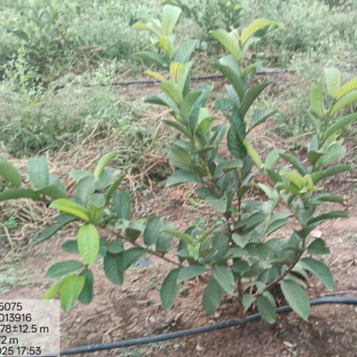 Harvesting Hope: We4All's Tree Plantation in Agroforests – 2 years
