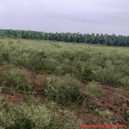 Harvesting Hope: We4All's Tree Plantation in Agroforests – 2 years