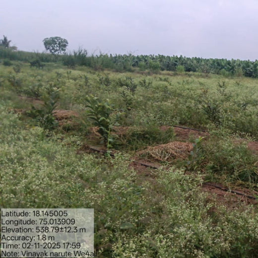 Harvesting Hope: We4All's Tree Plantation in Agroforests – 2 years