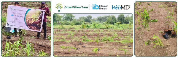 Branches of Change: CSR in Action by Internet Brands | WebMD | FindLaw
