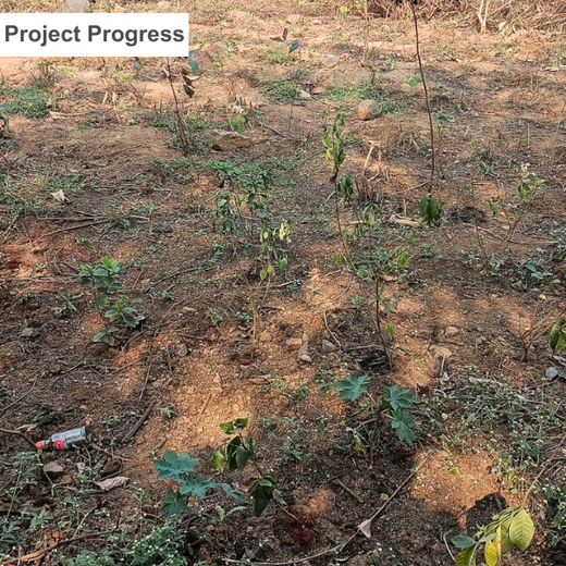 Growing Green Futures: WhiteOak Capital’s Urban Forest Initiative – 6 months