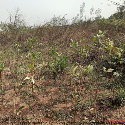 Growing Green Futures: WhiteOak Capital’s Urban Forest Initiative – 6 months