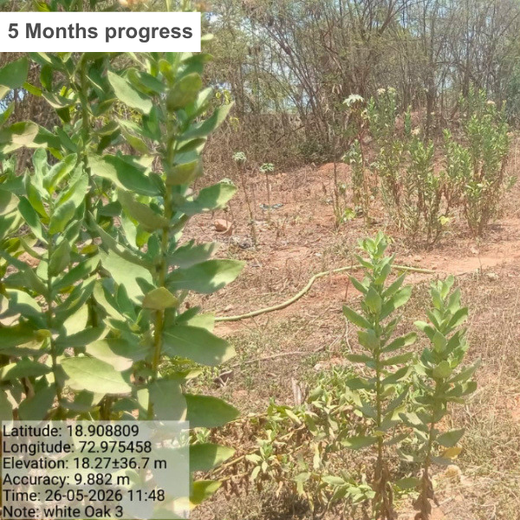 Growing Green Futures: WhiteOak Capital’s Urban Forest Initiative – 6 months