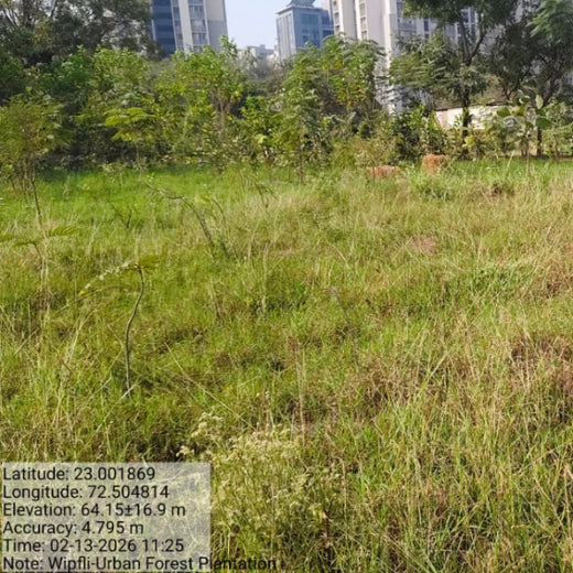 From Office to Oasis: Wipfli’s Employee-Led Urban Forest Initiative – 1 year