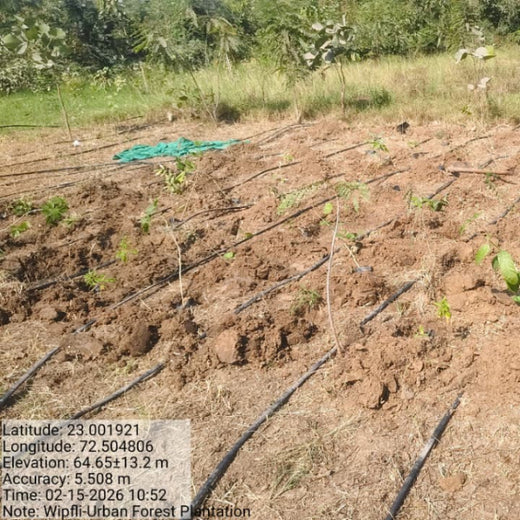 From Office to Oasis: Wipfli’s Employee-Led Urban Forest Initiative – 1 year