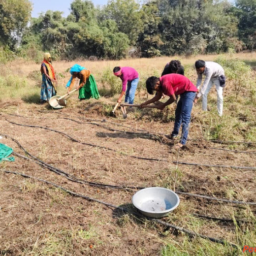 From Office to Oasis: Wipfli’s Employee-Led Urban Forest Initiative – 1 year