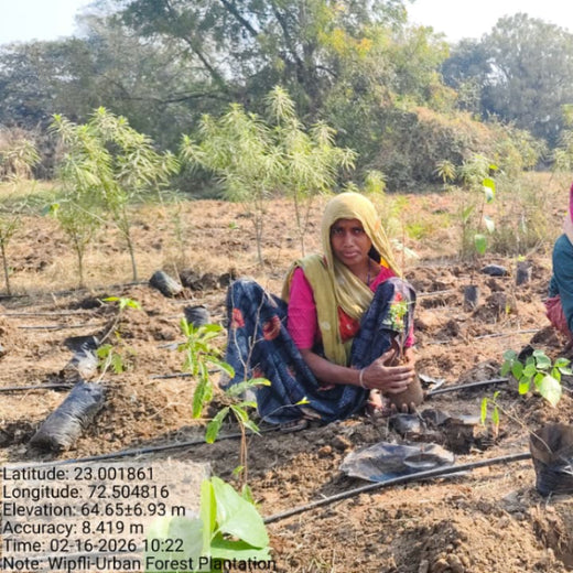 From Office to Oasis: Wipfli’s Employee-Led Urban Forest Initiative – 1 year