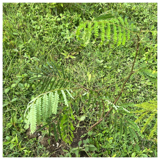 From Office to Oasis: Wipfli’s Employee-Led Urban Forest Initiative – 6 months
