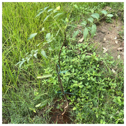 From Office to Oasis: Wipfli’s Employee-Led Urban Forest Initiative – 6 months