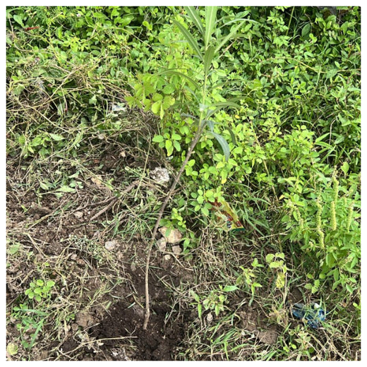 From Office to Oasis: Wipfli’s Employee-Led Urban Forest Initiative – 6 months