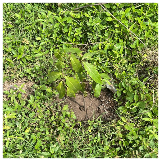 From Office to Oasis: Wipfli’s Employee-Led Urban Forest Initiative – 6 months