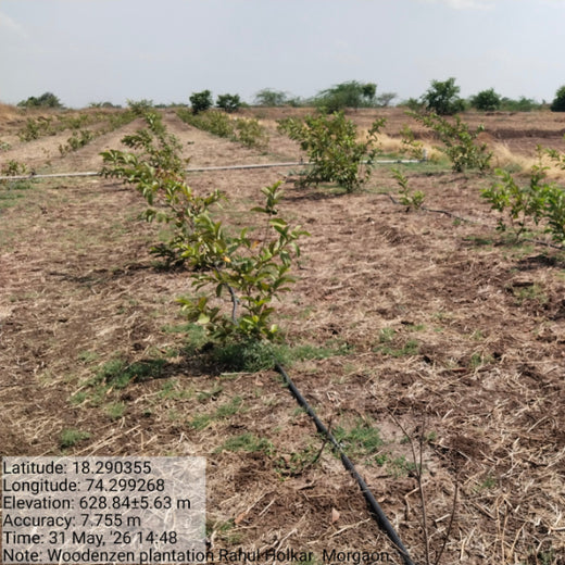 Sustaining Tomorrow: WoodnZen’s Step Toward Ecological Balance – 6 months