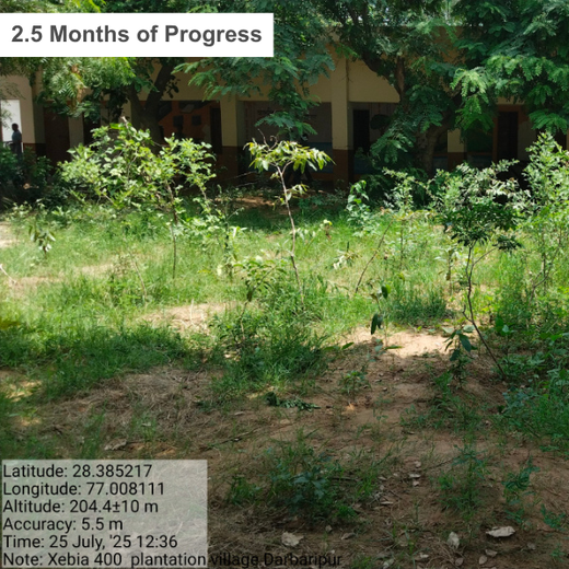Innovating Sustainability: Xebia’s Urban Forest Footprint – 6 months