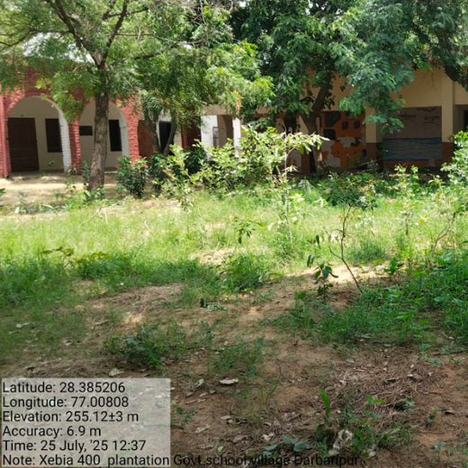 Innovating Sustainability: Xebia’s Urban Forest Footprint – 6 months