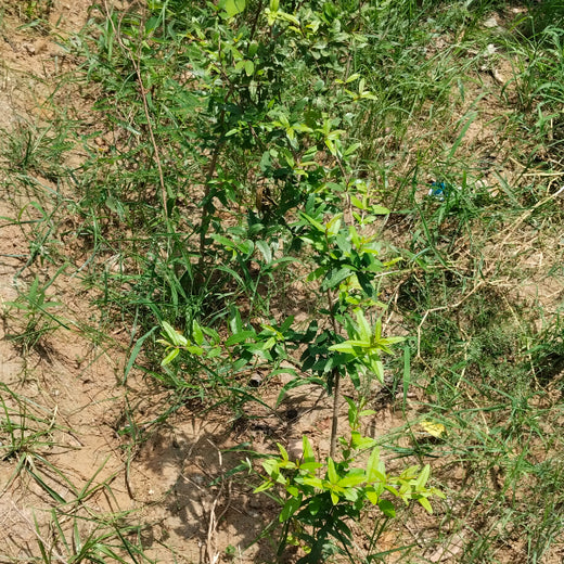 Innovating Sustainability: Xebia’s Urban Forest Footprint – 6 months