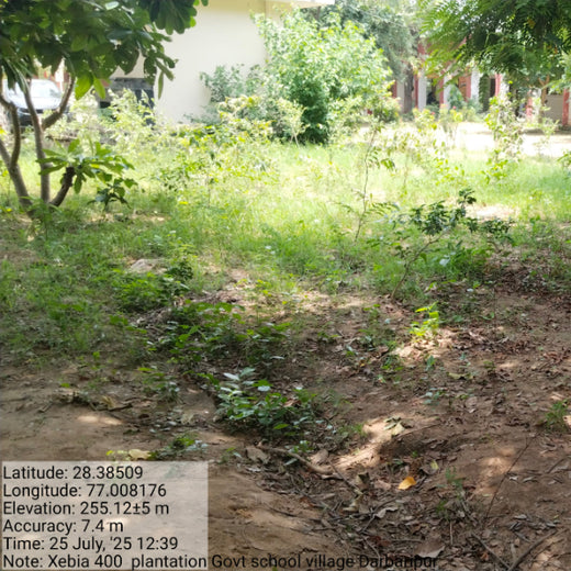 Innovating Sustainability: Xebia’s Urban Forest Footprint – 6 months