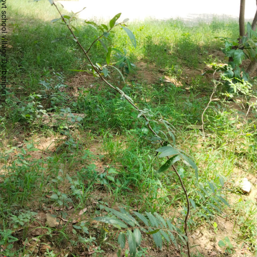 Innovating Sustainability: Xebia’s Urban Forest Footprint – 6 months