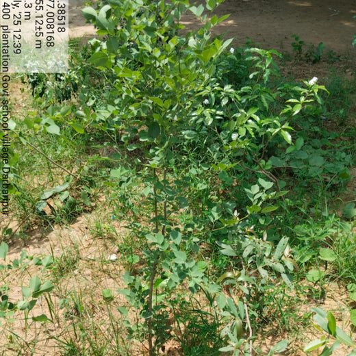 Innovating Sustainability: Xebia’s Urban Forest Footprint – 6 months