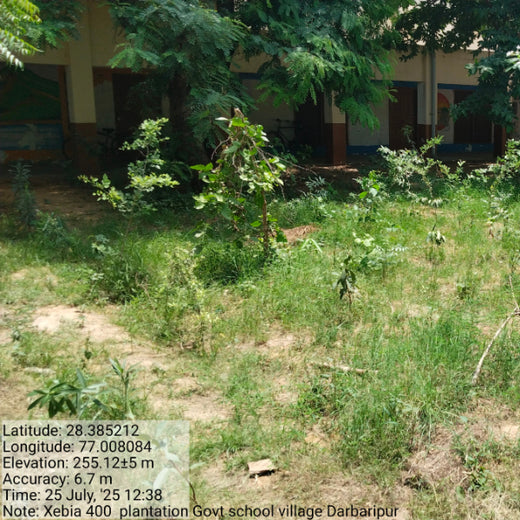 Innovating Sustainability: Xebia’s Urban Forest Footprint – 6 months