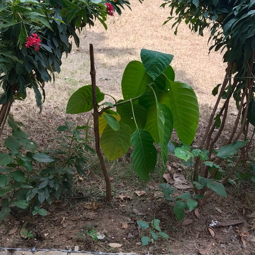 Innovating Sustainability: Xebia’s Urban Forest Footprint – 6 months